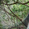 Enchanted Adventure, Mothers Day, Mornington Peninsula