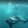Dolphin Swimming Port Phillip