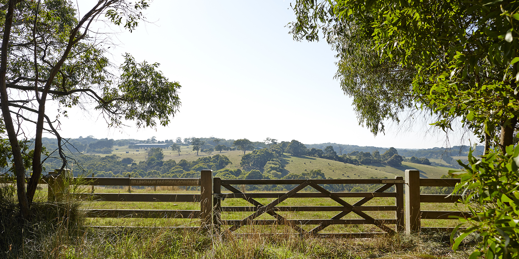 Walks in Red Hill on the Mornington Peninsula