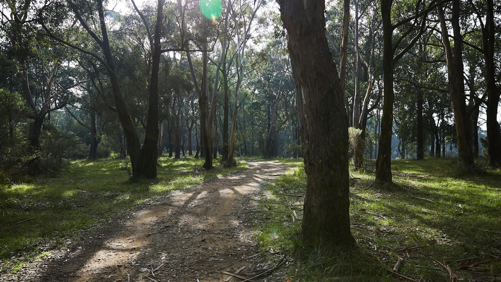 Arthurs Seat State Park Mountain Bike Tracks