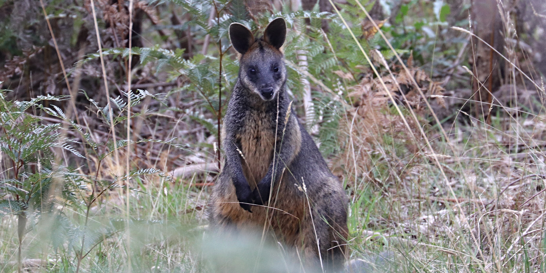 The Briars Park, Mornington Peninsula