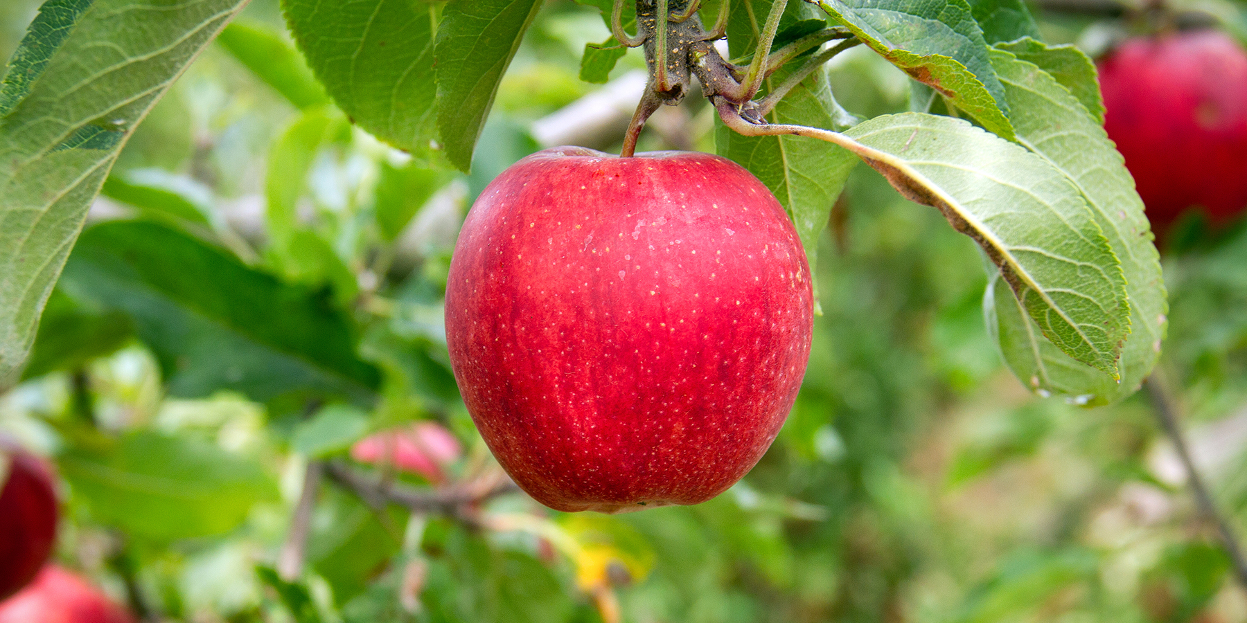 Red apple at an Apple Orchard on the Mornington Peninsula