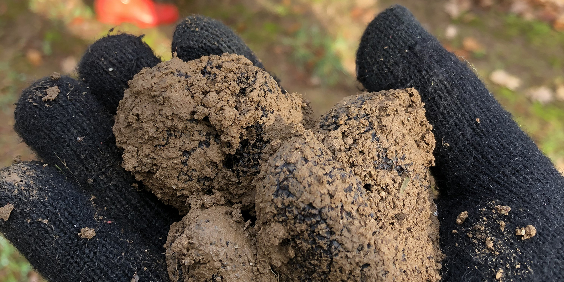 Freshly foraged Truffles on the Mornington Peninsula