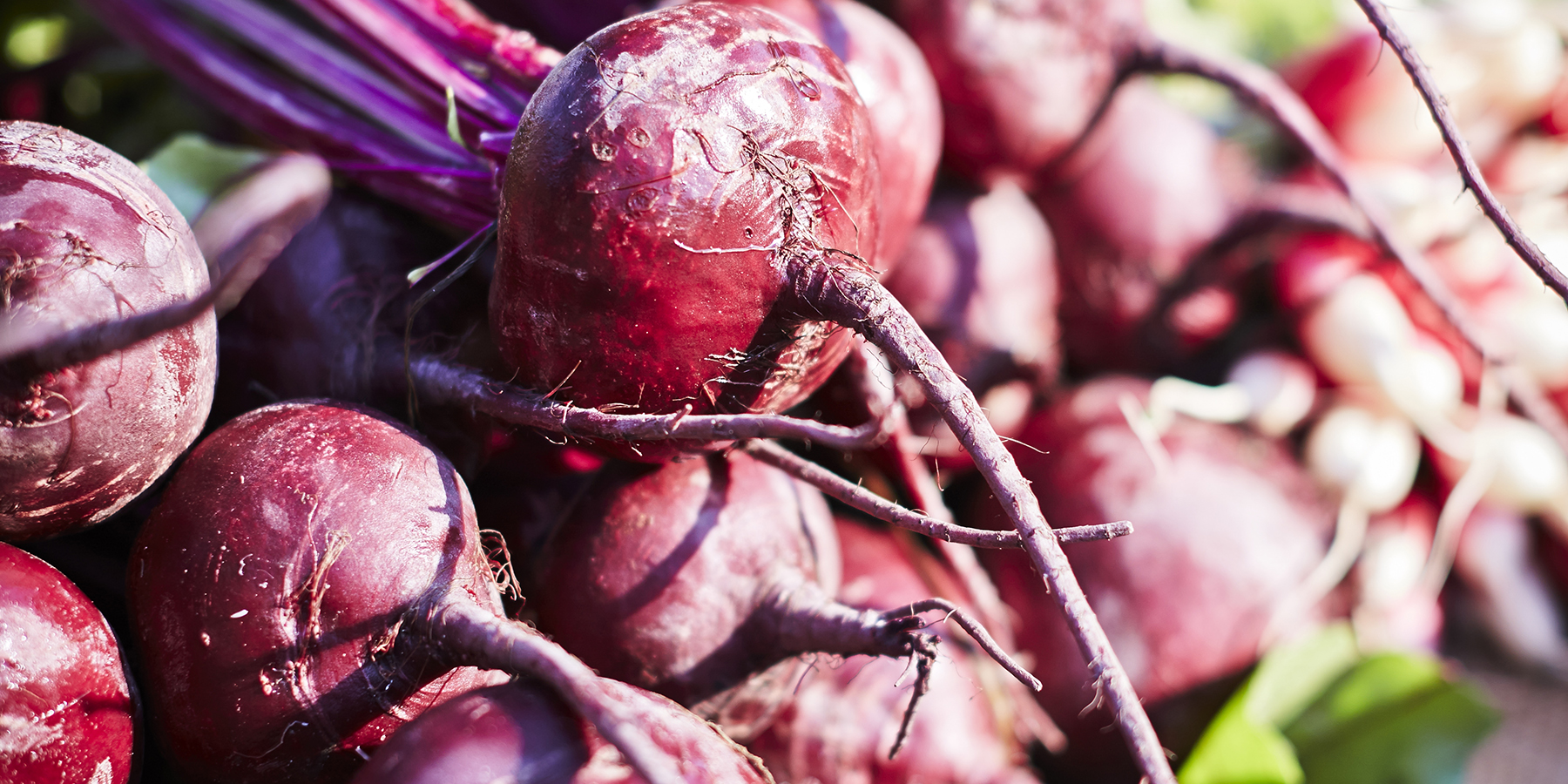 Fresh seasonal beetroot on the Mornington Peninsula