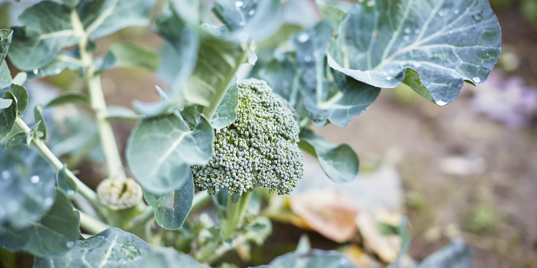 Fresh seasonal broccoli on the Mornington Peninsula