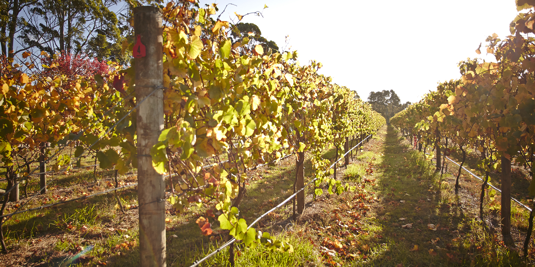 Crittenden Estate, Mornington Peninsula