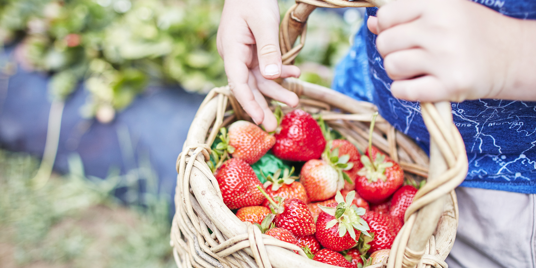 Buckle up for a day of family fun, Sunny Ridge Strawberry Farm
