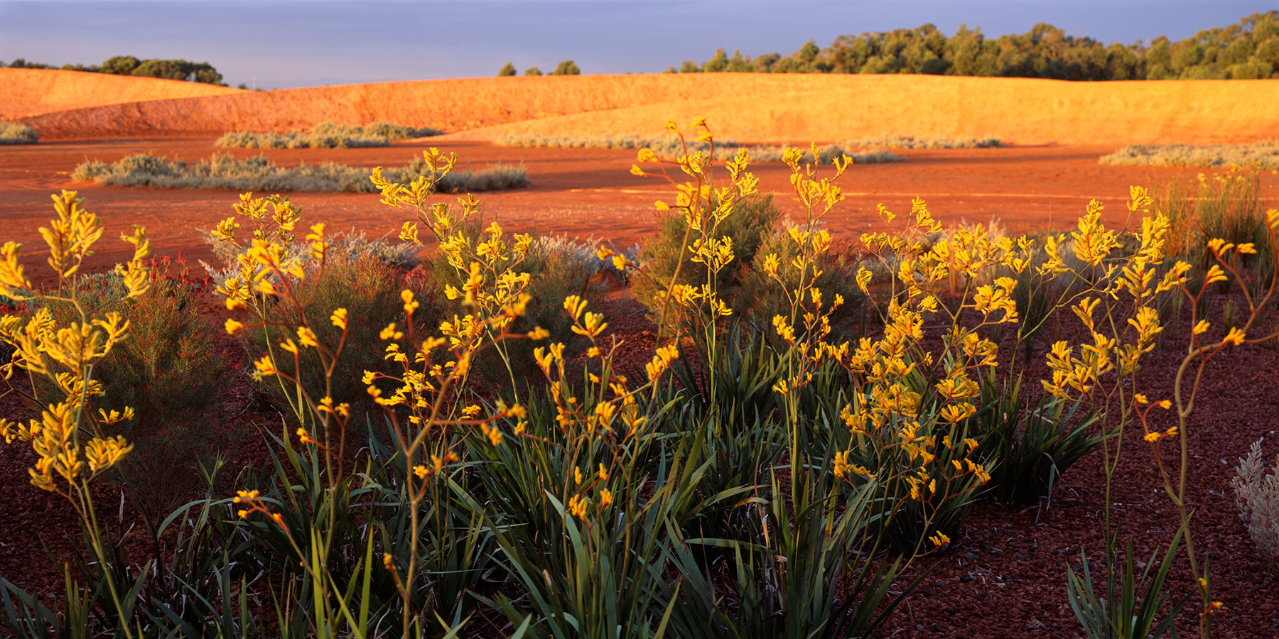 The Australia Garden, Mornington Peninsula