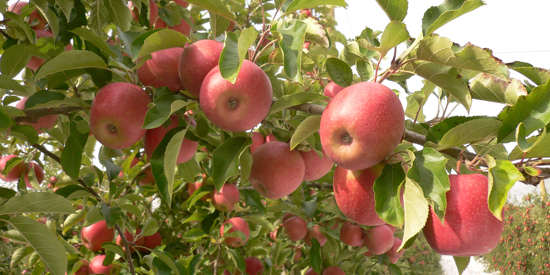 Meet our local growers, Staples Apples, Mornington Peninsula