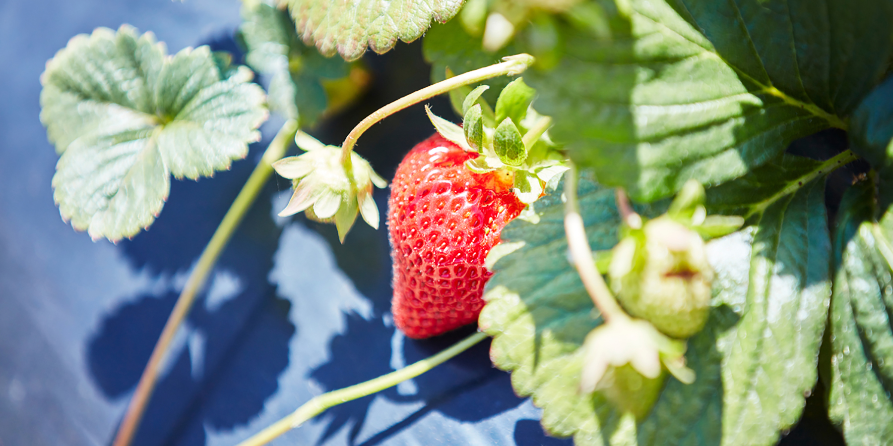 Meet our local growers, Sunny Ridge Strawberry Farm, Mornington Peninsula