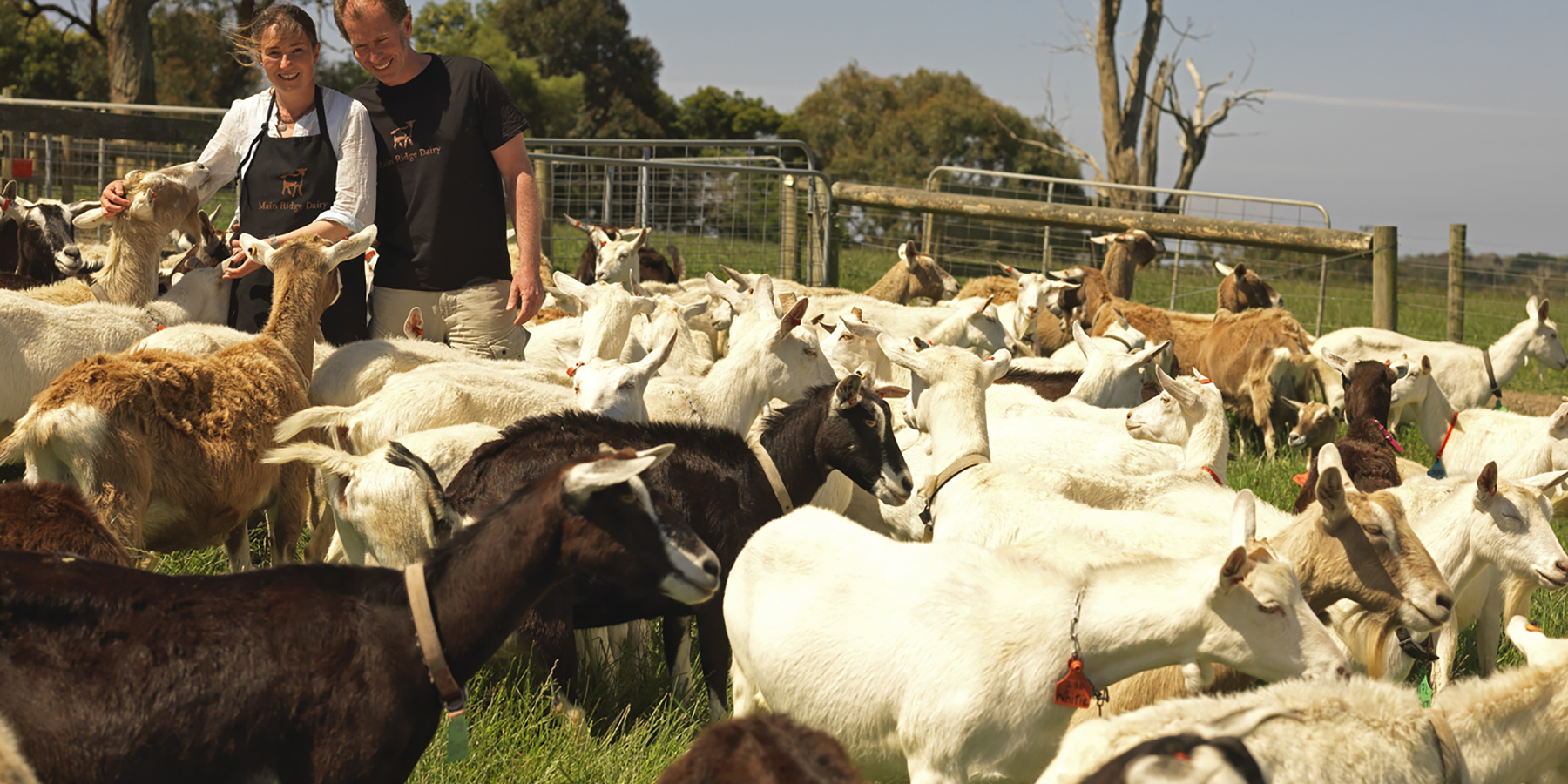 Meet our local growers, Main Ridge Dairy, Mornington Peninsula