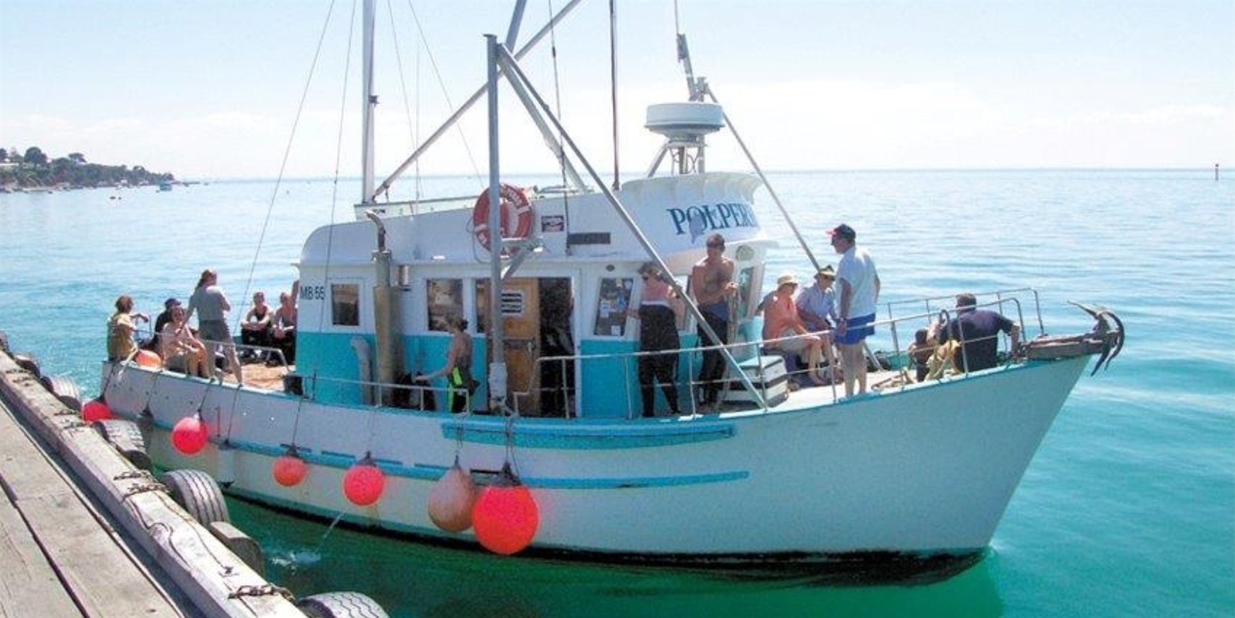 polperro dolphin swims, seal, adventure tours, dolphins, marine activities, thrilling tours, Sorrento, Port Phillip