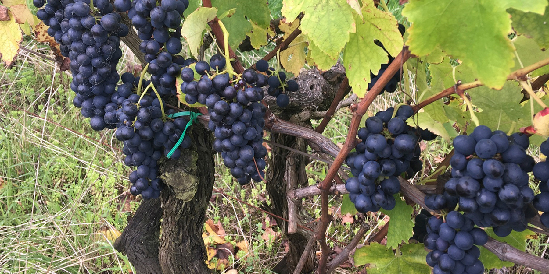 Views, vines and long lunches. Elan Vineyard, Mornington Peninsula