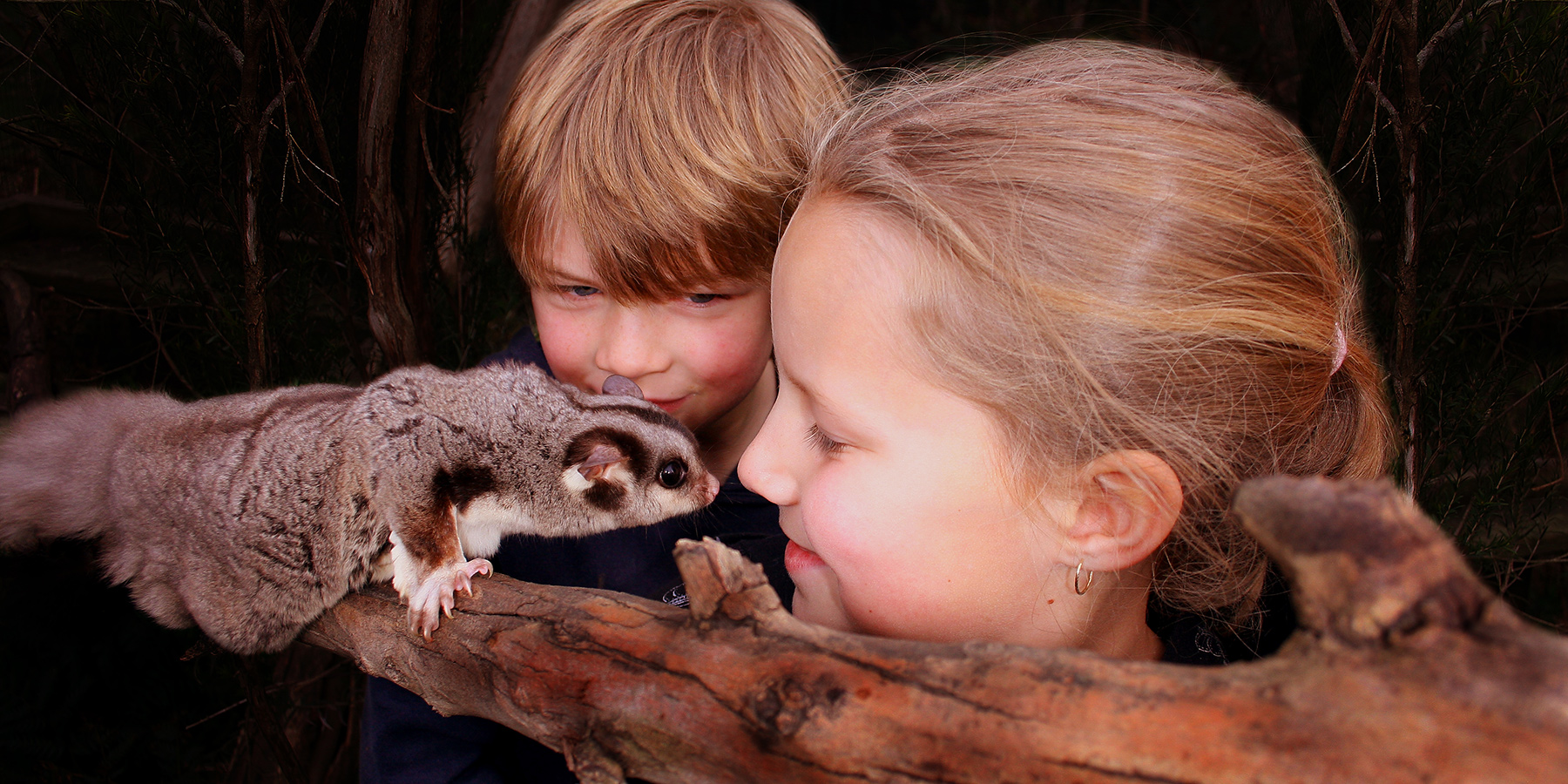 moonlit sanctuary, great family friendly activities, Mornington Peninsula