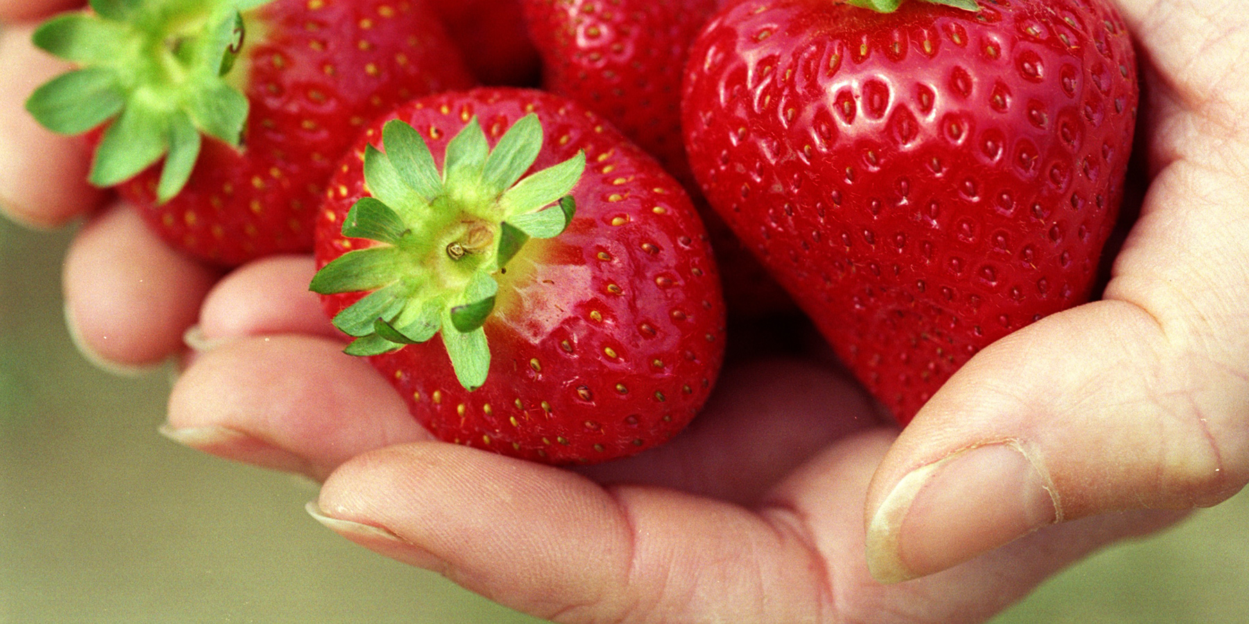 sunny ridge strawberry farm, great family friendly activities, Mornington Peninsula