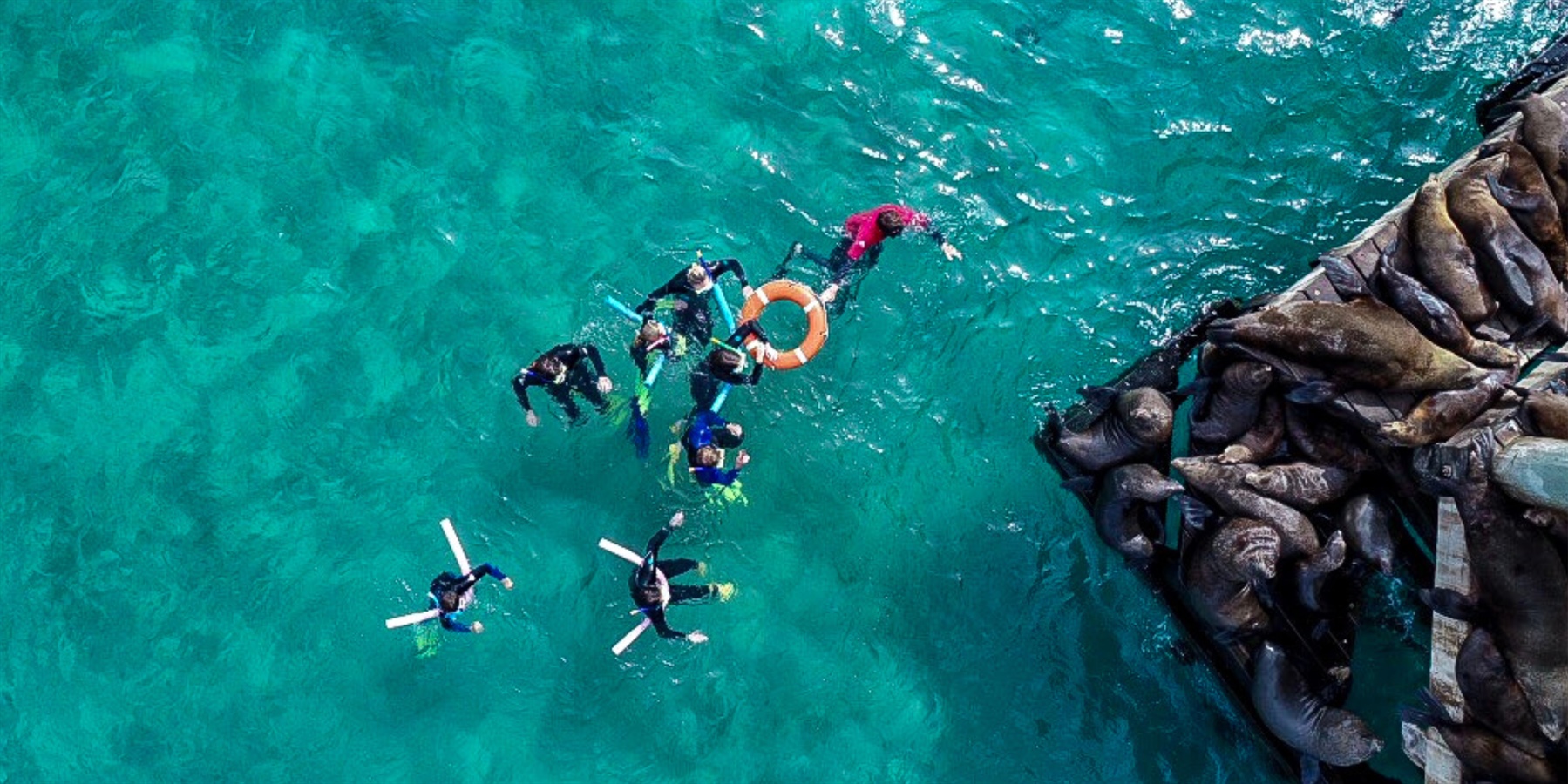 Moonraker Dolphin Swims with seals Sorrento