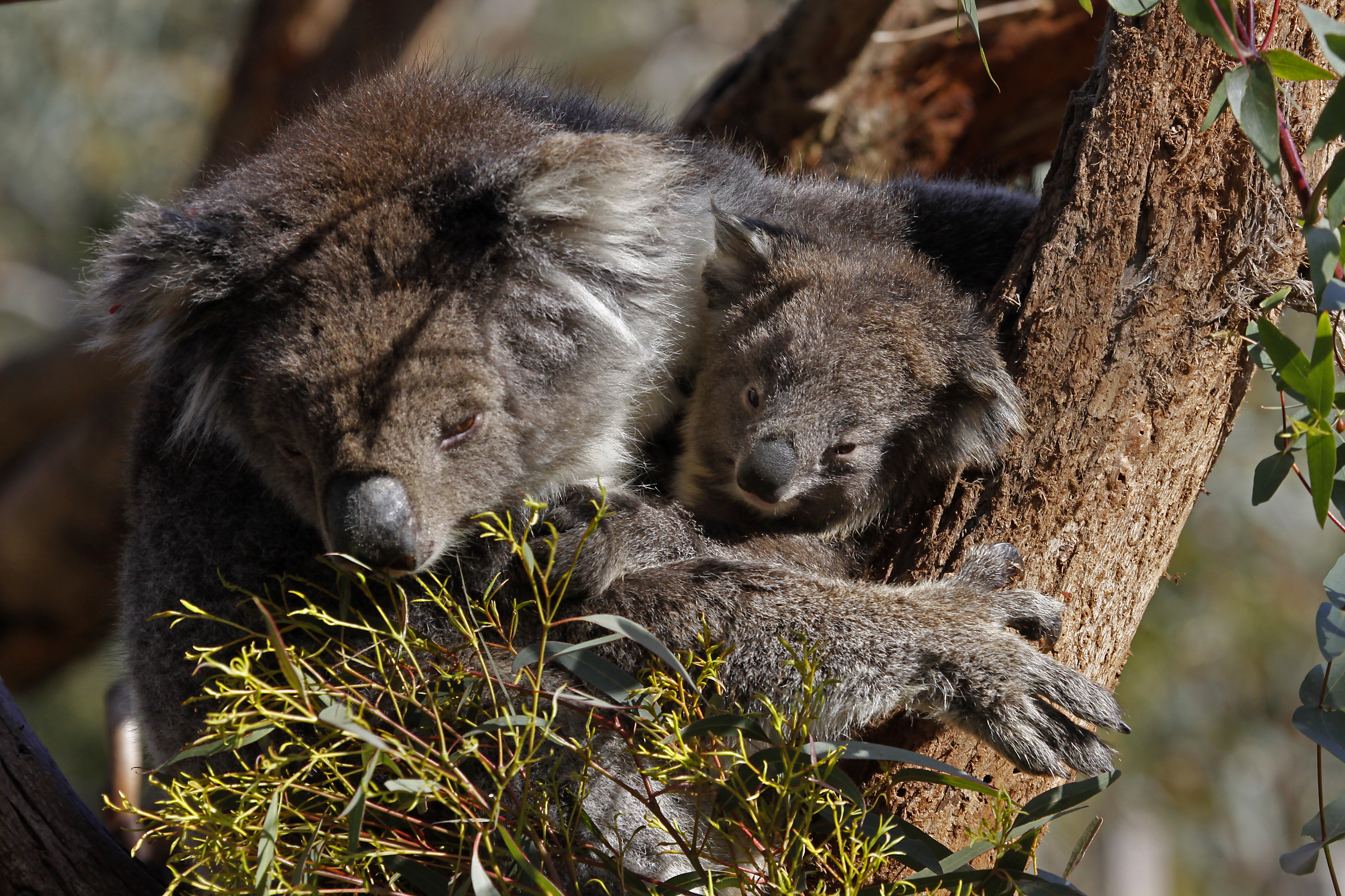 First ever koala joey born at Moonlit Sanctuary - Visit Mornington Peninsula First ever koala joey born at Moonlit Sanctuary - Visit Mornington Peninsula