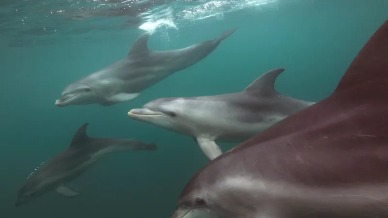 Visit Mornington Peninsula — Official regional tourism website for the